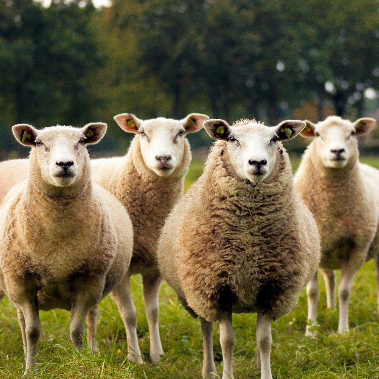 Quatre moutons vous regardent